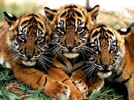 tiger-cubs.jpg