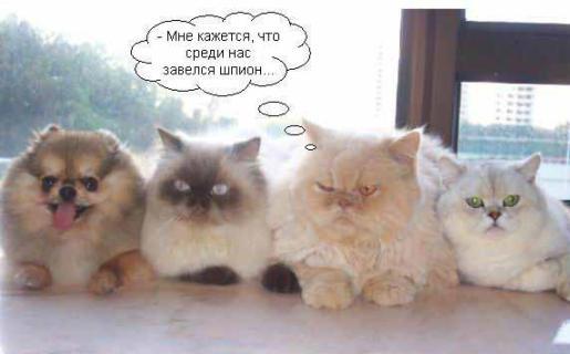 www_bibka_ru_2006010500546.jpeg