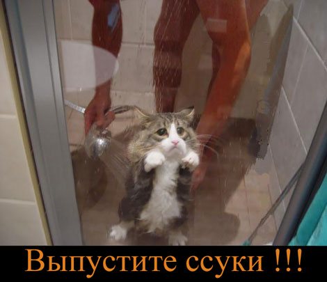 www_bibka_ru_2006013021789.jpeg