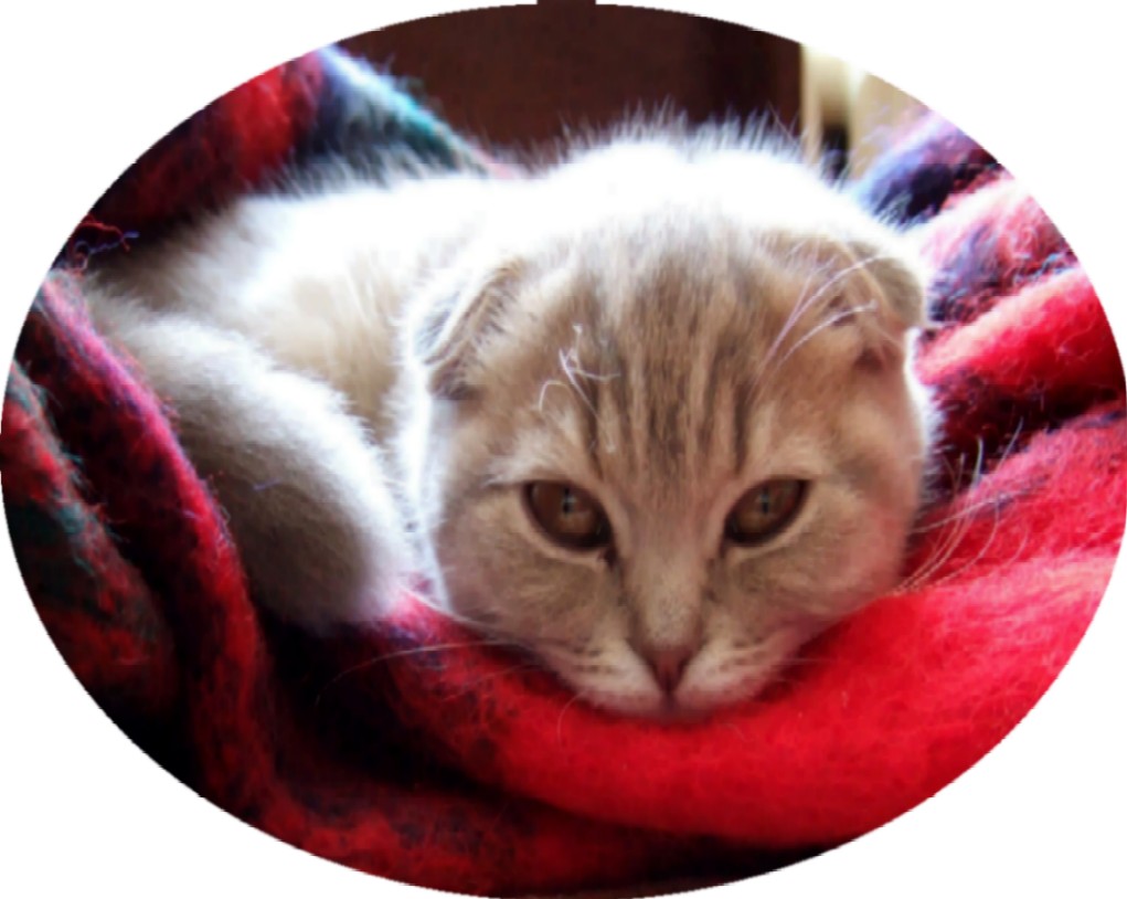 Кошка.JPG