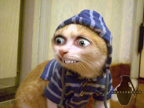 Cat2.jpeg