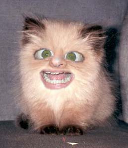 Cat1.jpeg