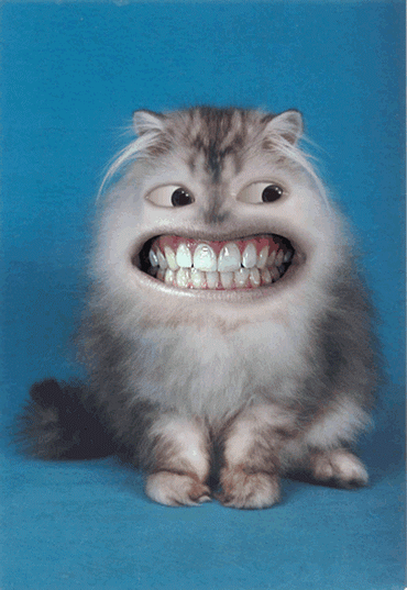 cat1.gif