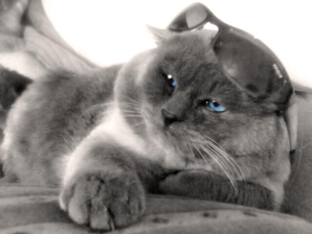 кот2.jpg