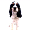 Licking_Dog1.gif