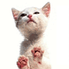 Licking_Cat.gif