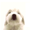 Puppy_Dog.gif
