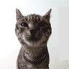 Tabby_Looking.gif