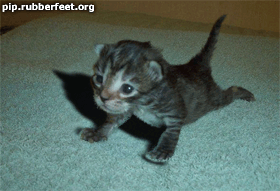 Спорт.gif
