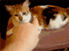 %CA%F3%D1%FF[1]....gif