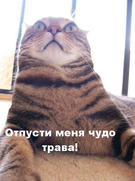 file68201.jpg