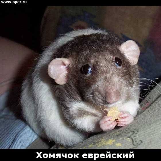 file23281.jpg