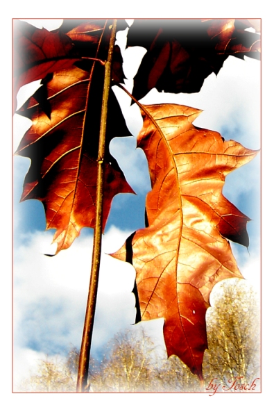 A_Taste_Of_Autumn_by_Toschs.jpg