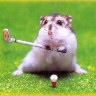 mouse.jpg