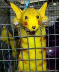 smpikachu.jpg