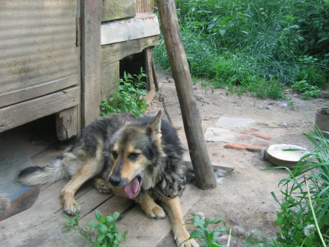 Дружочик