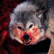 fomass_c13734-wolf.jpg