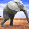 81.gif