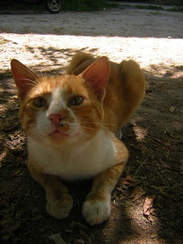 котяра рыжий.JPG