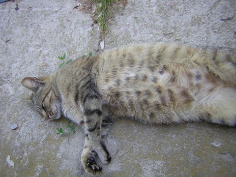 кот.JPG