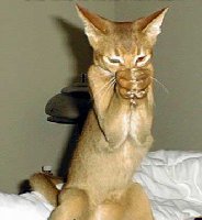 Weird_Cat.jpg