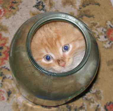 www_druzi_ru_58_123_20060711_7397.jpg