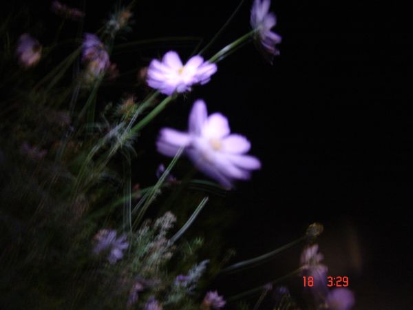 DSC01292.jpg
