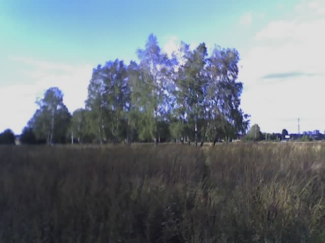 Поле как ехать в Лос-петрос... Красота... Ух Березки..