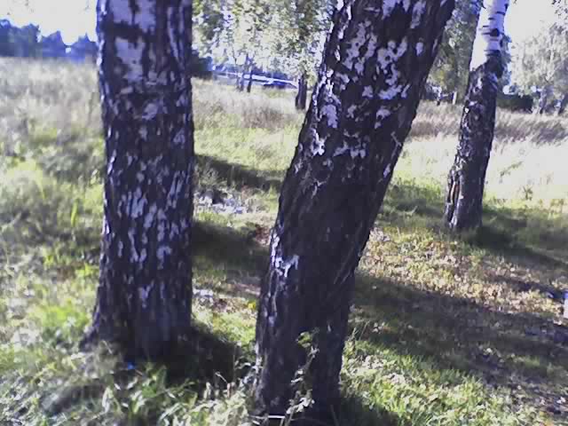 Три березки... я вскрылся, аля пытаясь в них заблудиться... =)