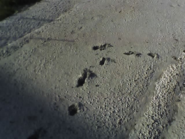 Странные слебы в цементе... явно непонятного вскрытого животного =)