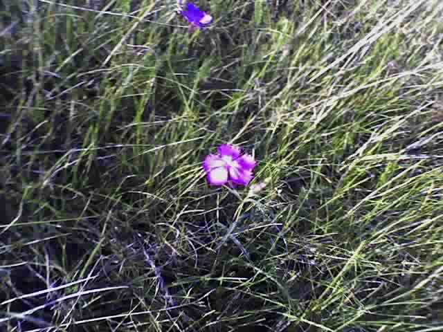 =) подарю любимой...