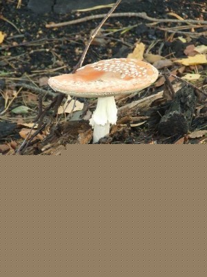 Изменение размера 2006_09220081.JPG