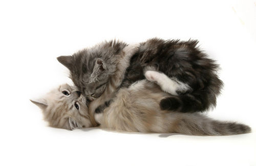 2 котенка в обнимку.jpg