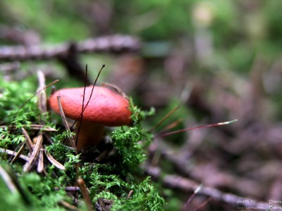 PA018127.jpg