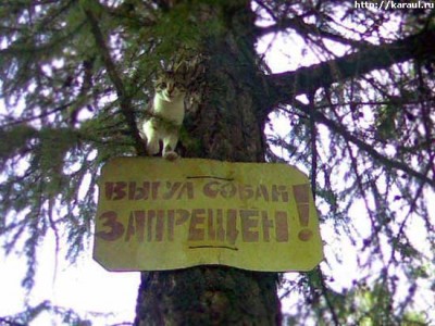 vorobey-pobedotel.jpg