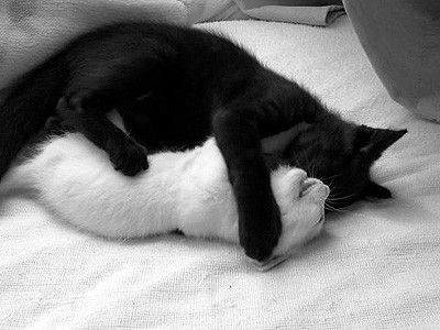 8242731_black_white_cats.jpg