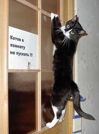 prikolkoty_01.jpg