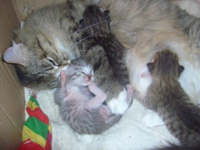 Осень (котята) 2006 037.jpg