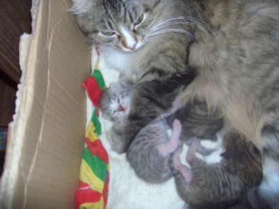 Осень (котята) 2006 035.jpg