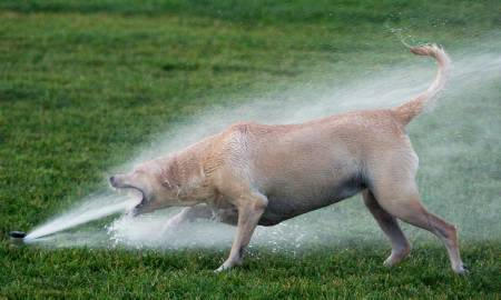 sprinklerdrink.jpg