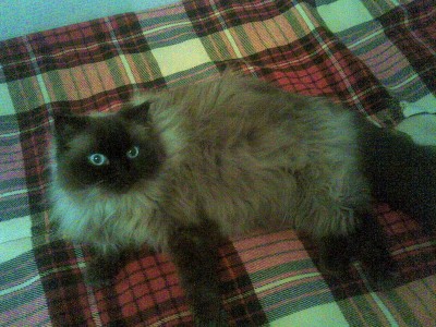 Кошарик.jpg