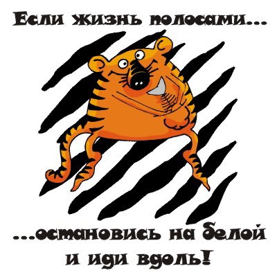 3381327_833318_378815_191395_tigr_polosa.jpg