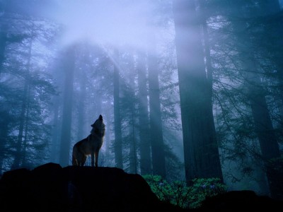 's Howl, Gray Wolf.jpg