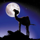 animal045.jpg
