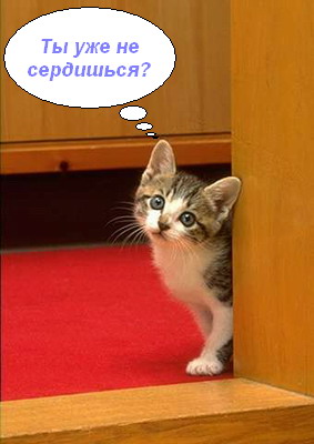 kitten169.jpg