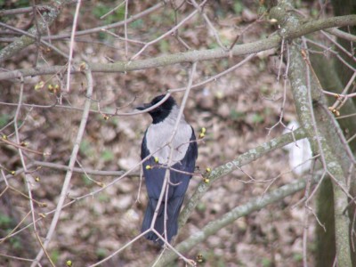 Bird.jpg