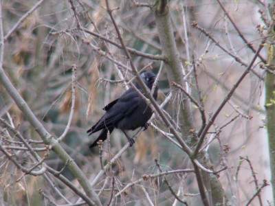Bird2.jpg