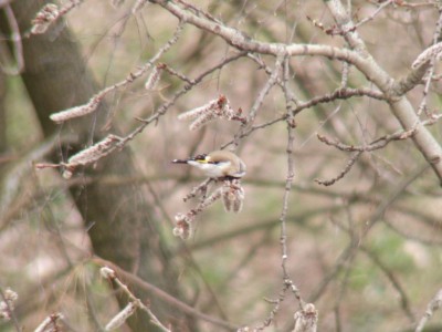 Bird3.jpg