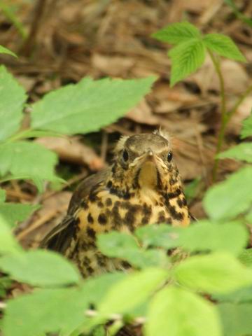 Resize of 2006_06020265.JPG