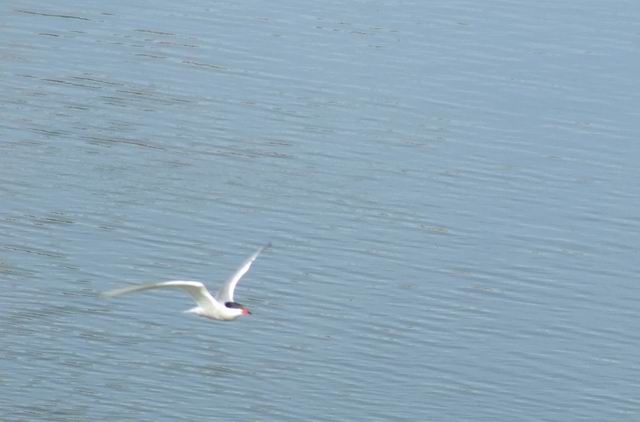 Resize of 2006_05210018.JPG